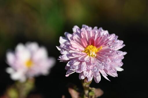 家の庭に咲いた薄桃色の小菊 秋,クローズアップ,ガーデニングの写真素材
