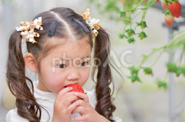 いちごを食べる女の子 いちご,女の子,可愛いの写真素材
