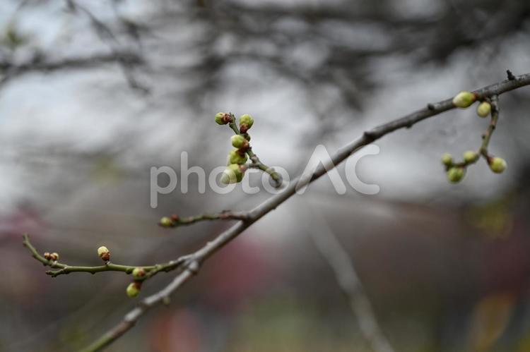 春の到来目前で蕾が膨らむ梅の花 木,枝,蕾の写真素材