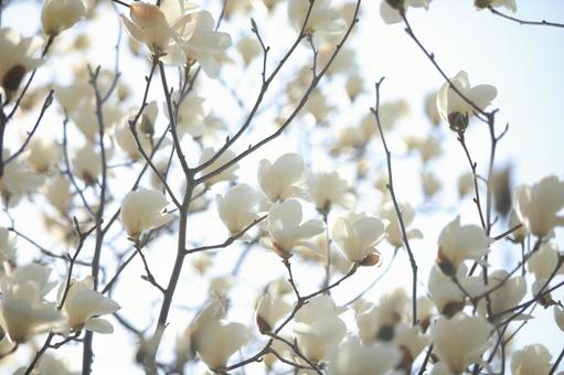 Photo, magnolia, blanco, refrescante, 