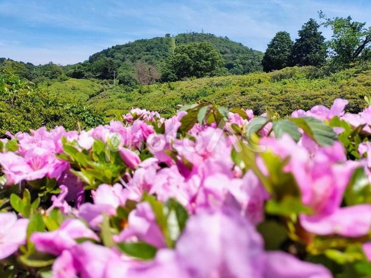 伊豆の小室山公園　前ボケ 小室山公園,ツツジ,ピンク色の写真素材