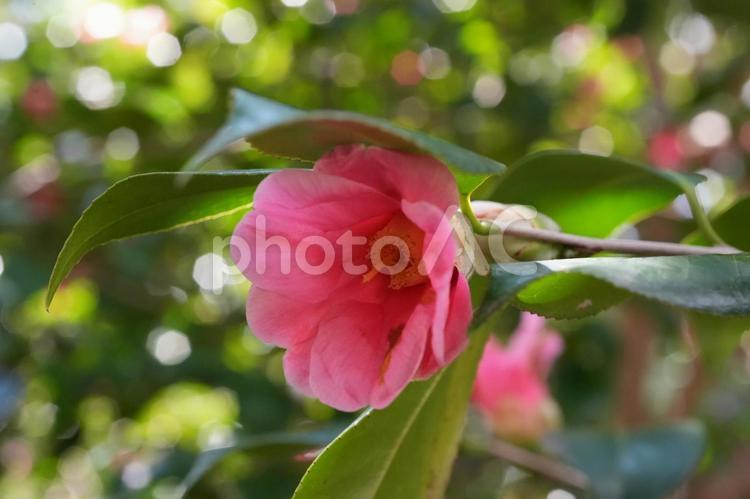 ツバキ（椿：尾張侘助） ツバキ,尾張侘助,椿の写真素材