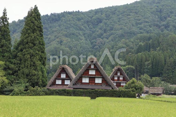 合掌造りの家と自然 風景,風情,岐阜の写真素材