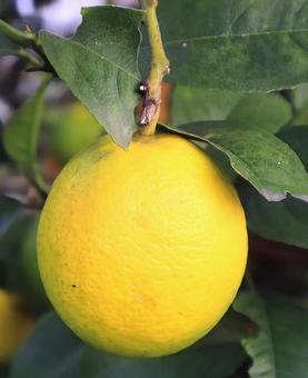 静岡県が始まり レモン,食べ物,植物の写真素材