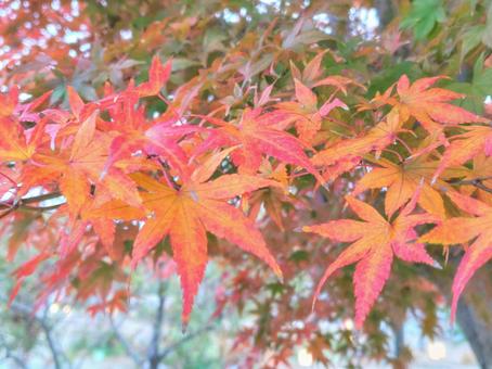 真っ赤なモミジ_42 紅葉,もみじ,秋の写真素材