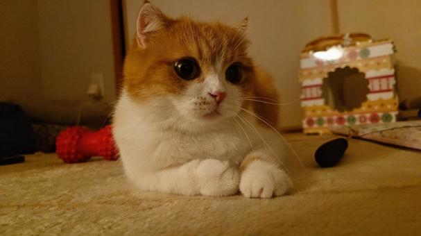 見つめる猫 見つめる猫の写真