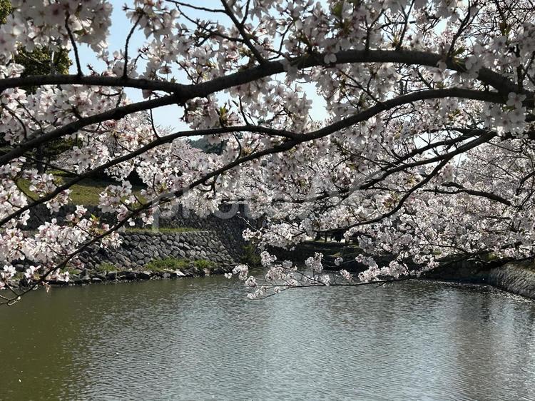 鳥取城跡の満開の桜 桜,さくら,サクラの写真素材