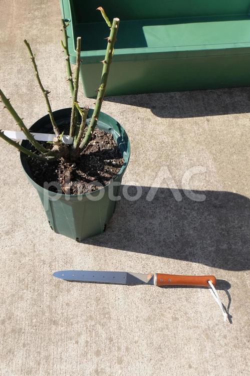 バラの植え替え用具（刃物）04 バラ,薔薇,花の写真素材