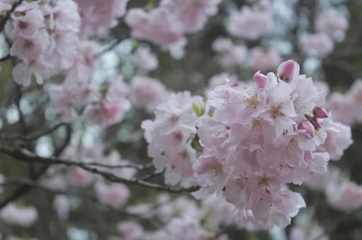 桜 桜,自然,春の写真素材