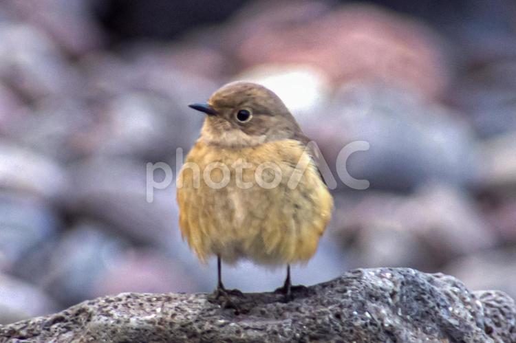 ※＜冬の野鳥＞ジョウビタキの雌 ジョウビタキ,ヒタキ,野鳥の写真素材
