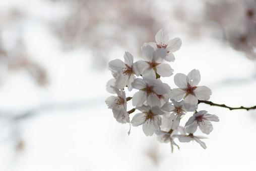 春の桜の花 春の桜の花の写真