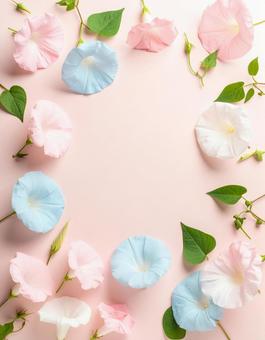 朝顔-03 朝顔-03の写真