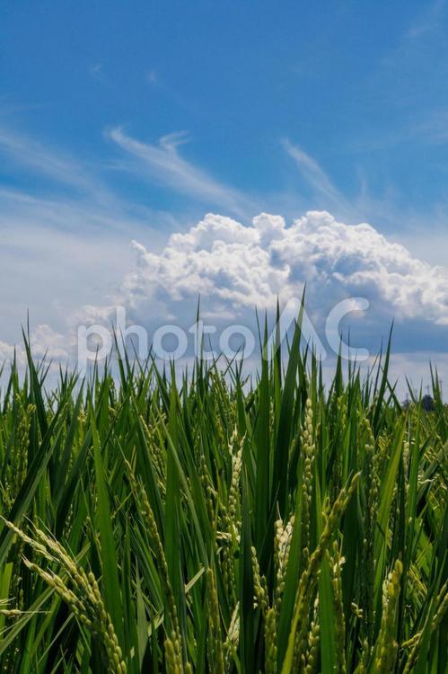 実り始めた稲穂と青空と白い雲 稲,稲穂,田んぼの写真素材