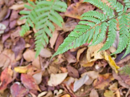 美しい山の風景とシダ植物の写真 美しい山の風景とシダ植物の写真 森,シダ植物,木の写真素材