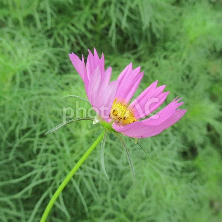 ７月中旬、早くも花開いたコスモス 花,植物,コスモスの写真素材