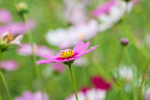 淡いピンクのコスモスが風に揺れる秋の日 淡いピンクのコスモスが風に揺れる秋の日 コスモス,花,秋の写真素材
