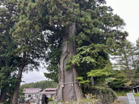 戸隠神社 戸隠神社 スギ,木,戸隠の写真素材