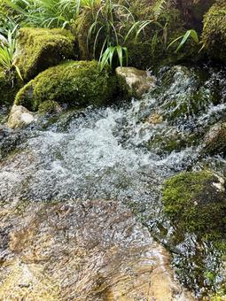苔むした川 苔,清流,色鮮やかの写真素材