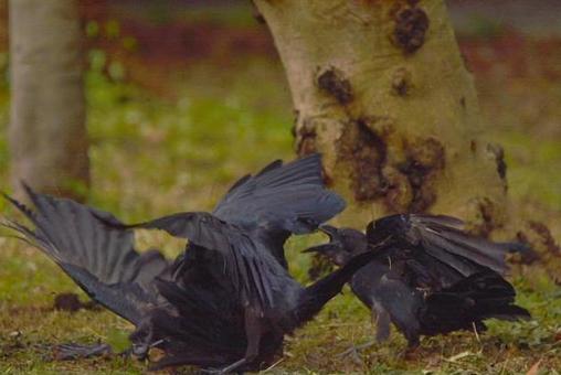 カラス カラスの写真