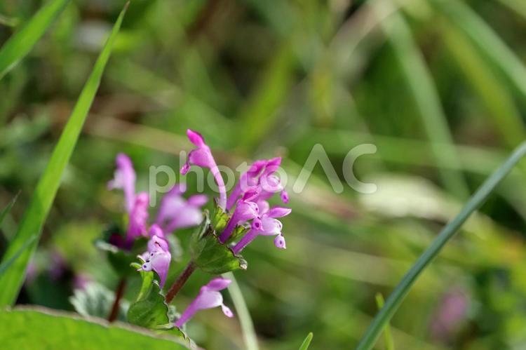 ホトケノザの花 ホトケノザ,花,春の写真素材