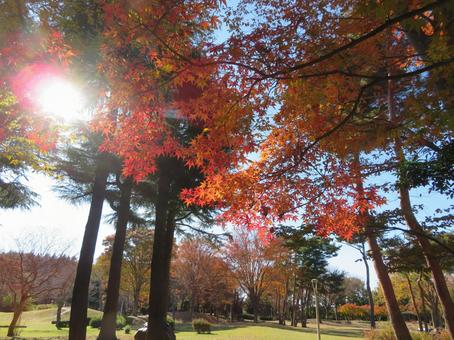 日差しと紅葉 日差しと紅葉の写真