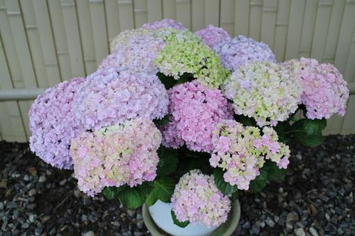 紫陽花4 紫陽花,あじさい,アジサイの写真素材