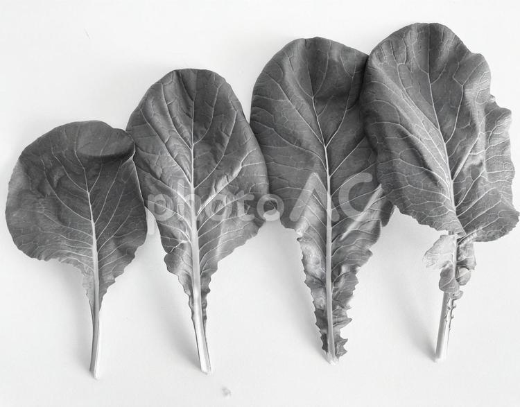 小松菜＿白黒 小松菜,秋,収穫の写真素材