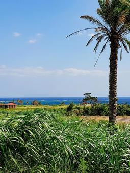 沖縄の風景 沖縄の風景 ヤシの木,沖縄,海の写真素材
