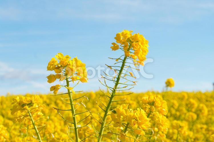 春を待つ菜の花畑 菜の花,花,春の写真素材