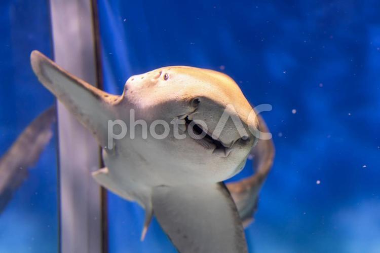 下から見た可愛らしいトラフザメの顔 サメ,トラフザメ,水族館の写真素材