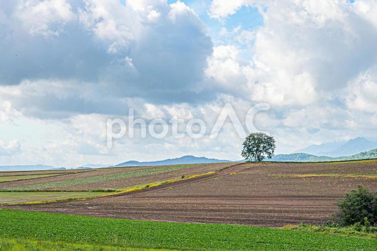 美瑛町の夏の風景 美瑛,空,みどりの写真素材