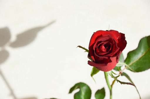赤い薔薇 赤い薔薇 赤い薔薇,赤,ばらの写真素材