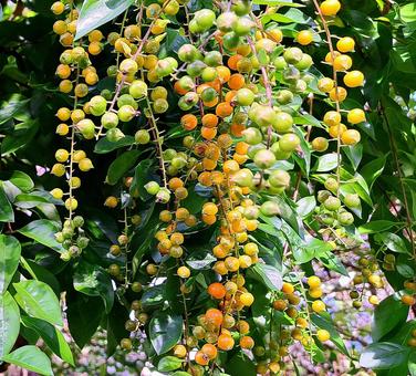 デュランタ デュランタ デュランタ,木,植物の写真素材