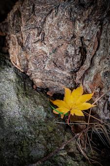 北海道　大沼国定公園　秋の風景 北海道,大沼,函館の写真素材