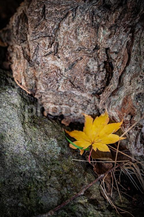 北海道　大沼国定公園　秋の風景 北海道,大沼,函館の写真素材