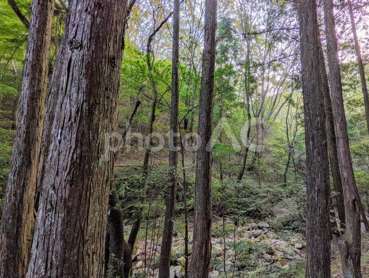 山の中で木々を眺めると心が落ち着く 木,木々,木材の写真素材