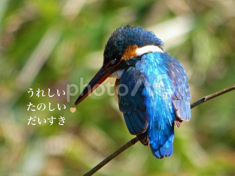 かわせみとメッセージ かわせみ,カワセミ,川蝉の写真素材