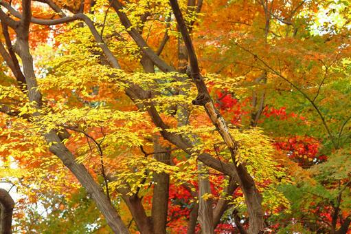 Burning autumn, JPG Burning autumn, autumn leaves, yellow leaves, red, JPG