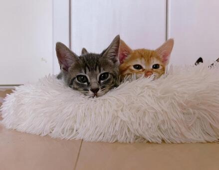 Sho&Jun 子猫,ふわふわ,もこもこの写真素材