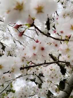 桜咲く① 桜咲く①の写真