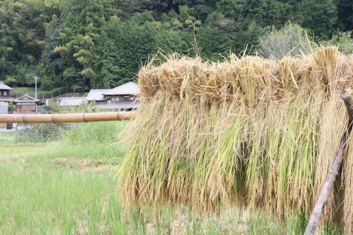 稲穂　お米 稲穂,お米,畑の写真素材