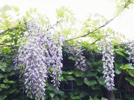 藤の花 藤の花の写真