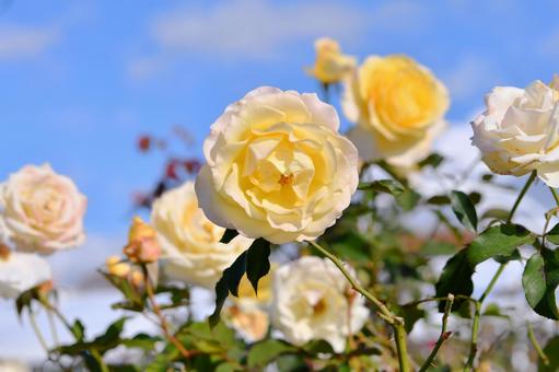 黄色い薔薇 黄色い薔薇の写真