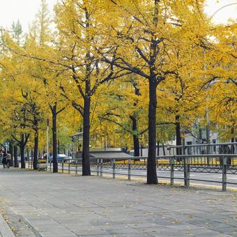 1990年代の御堂筋のイチョウ並木 御堂筋,イチョウ並木,大阪の写真素材