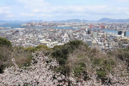 高塔山公園 桜 高塔山公園 桜の写真