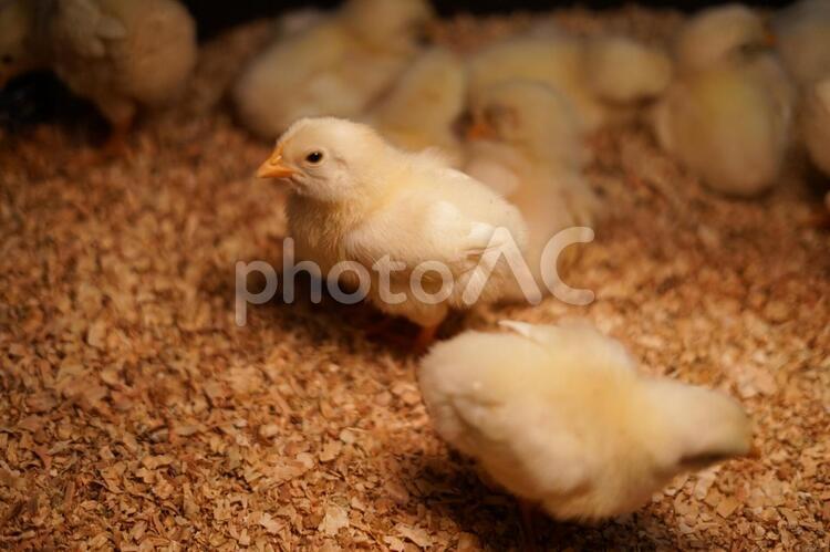 かわいいひよこのイメージ ひよこ,かわいい,小動物の写真素材