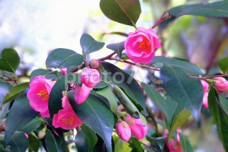 小さいピンクの椿の花 椿,花,ピンク色の写真素材