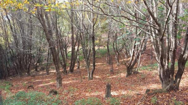 落ち葉広がる静かな森 落ち葉広がる静かな森 森,林,落ち葉の写真素材