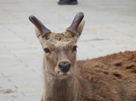 【動物の写真】奈良公園のシカの写真