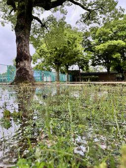 雨上がりの公演 公演,緑,木の写真素材